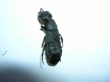 Unknown insect in Scotland