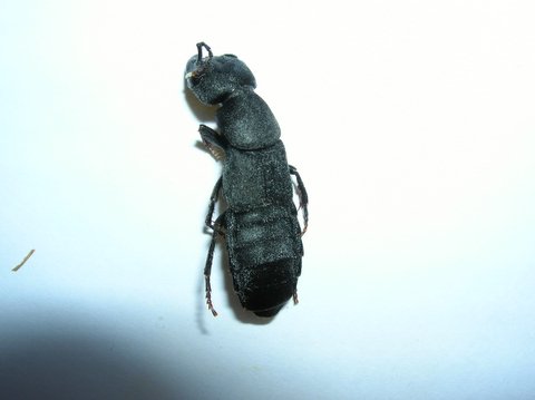 Unknown insect in Scotland