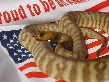 male yearling woma