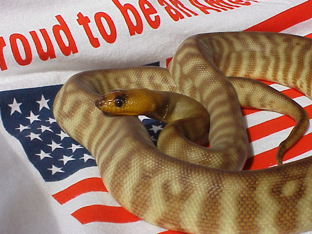 male yearling woma