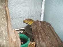 Female leachie