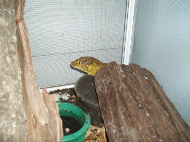 Female leachie