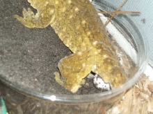 Female leachie eggs