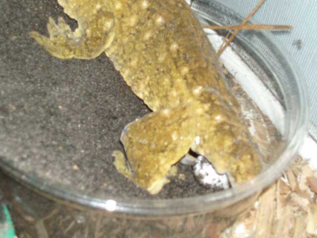 Female leachie eggs
