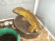 female leachie
