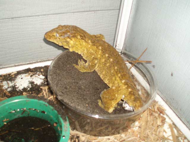 female leachie