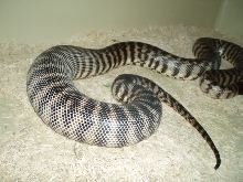 Female BHP