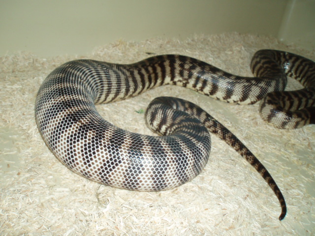 Female BHP
