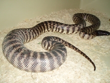 Female BHP