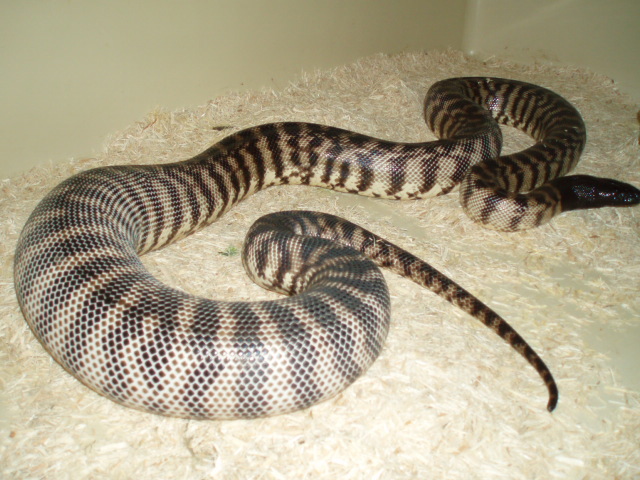 Female BHP