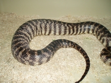 Female BHP