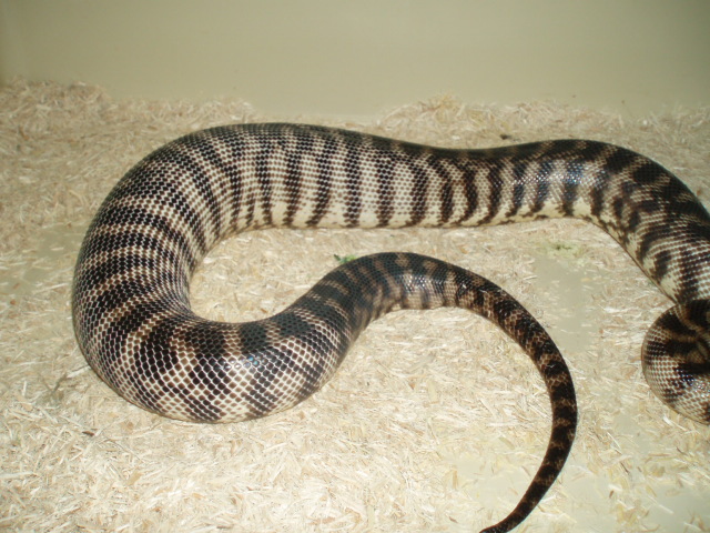 Female BHP