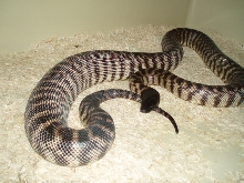 Female BHP