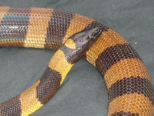 1995 female Ringed Python