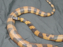 1995 female Ringed Python