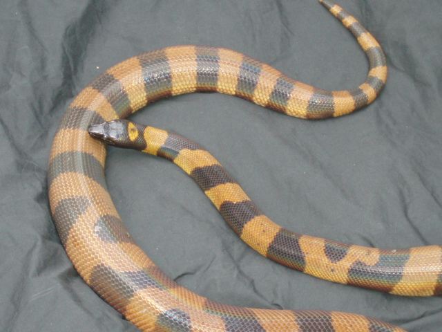 1995 female Ringed Python