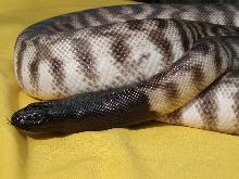 Axanthic BHP
