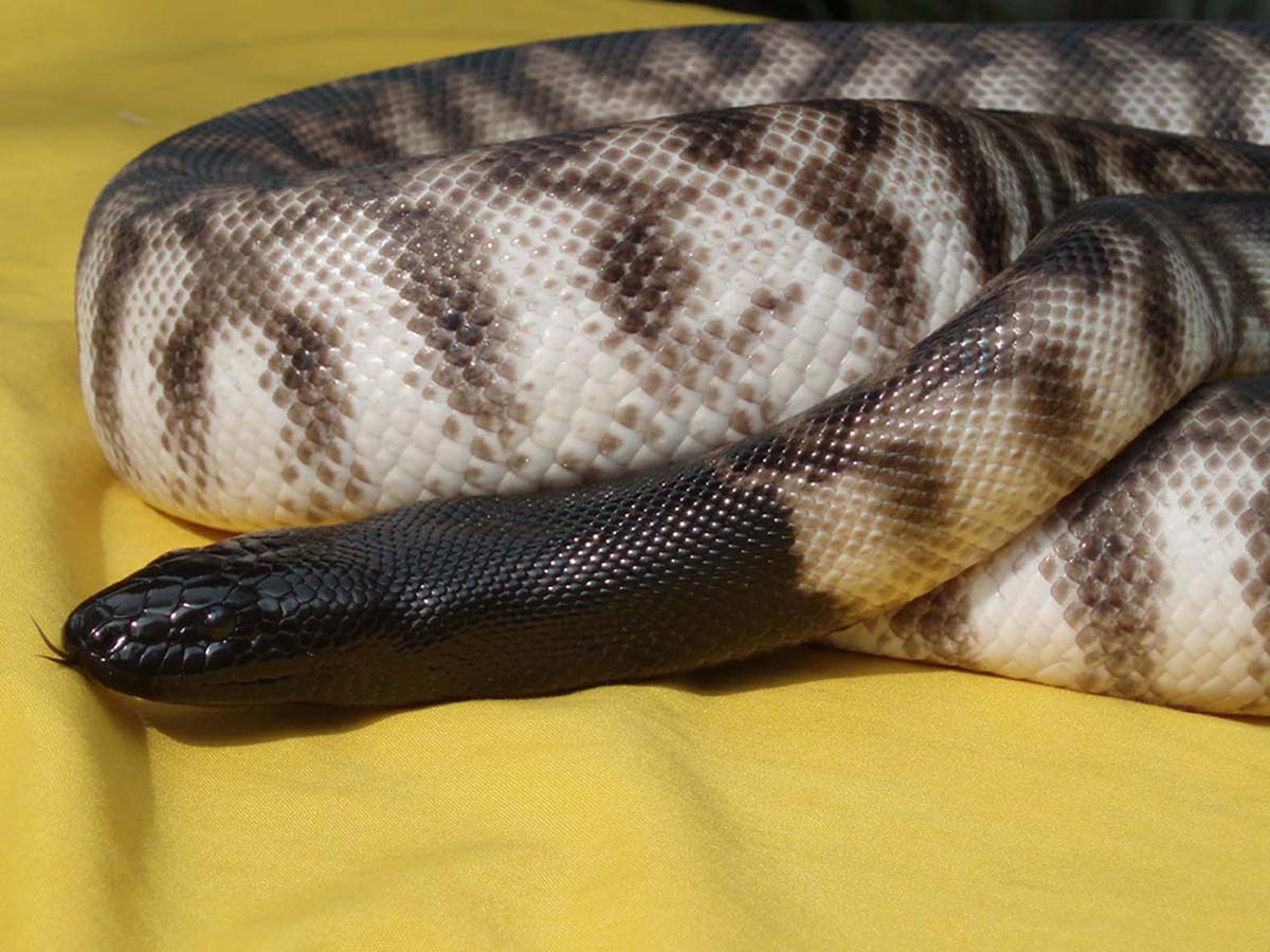 Axanthic BHP