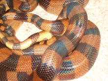 Rings breeding 08
