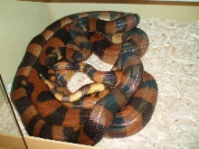 Rings breeding 08