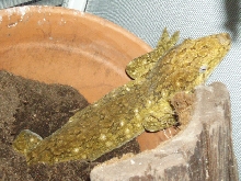 Grande Terre Rhacodactylus leachianus