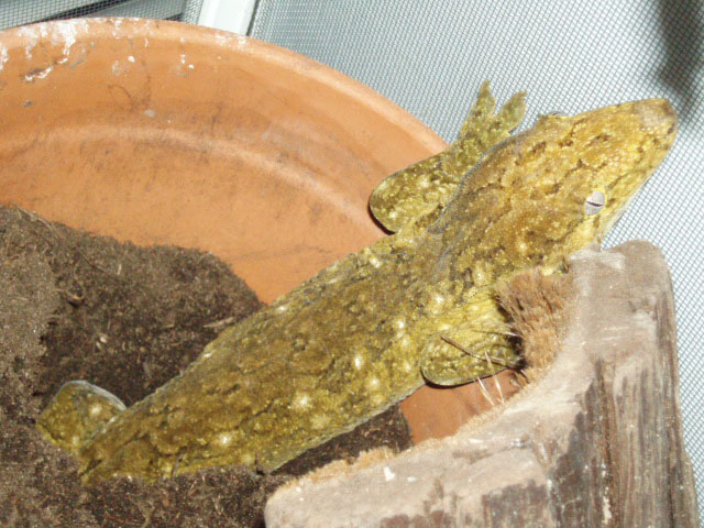 Grande Terre Rhacodactylus leachianus
