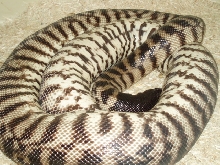Female BHP invert