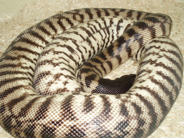Female BHP invert