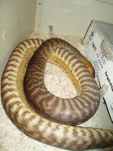 Upside down Woma