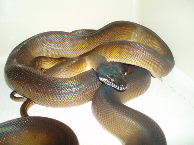04 Male White Lip