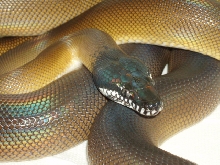 04 Male White Lip 2