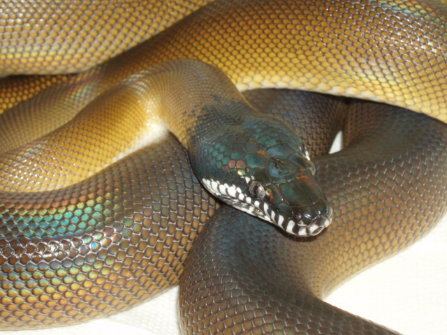04 Male White Lip 2
