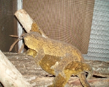 G.T. Breeding 1