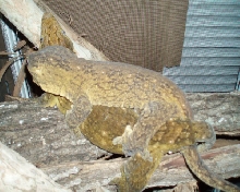 G.T. Breeding 2