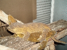 G.T. Breeding