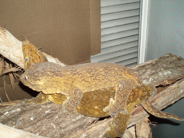 Grande Terre Rhacodactylus leachianus