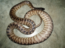 Female BHP ovulation