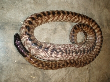 Female BHP ovulation