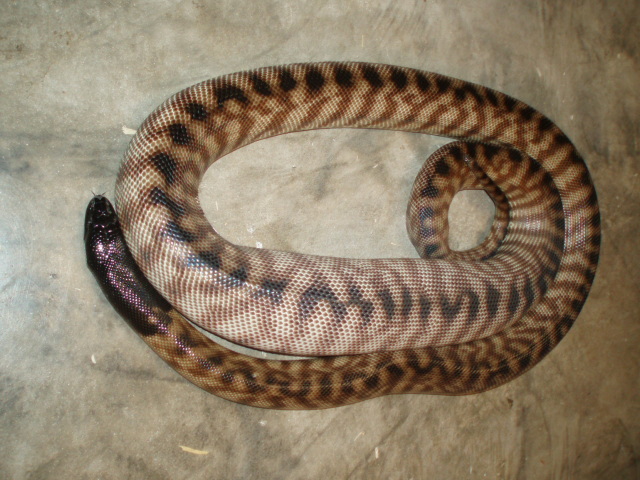 Female BHP ovulation