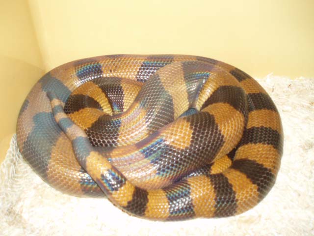 Female Ringed