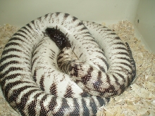 West Female BHP invert