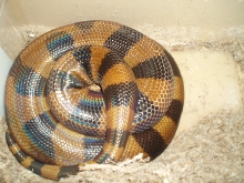 Female ring ready to lay