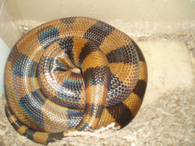 Female ring ready to lay