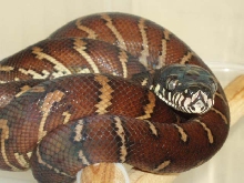 Female Boelen's