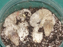 Grande Terre Rhacodactylus leachianus