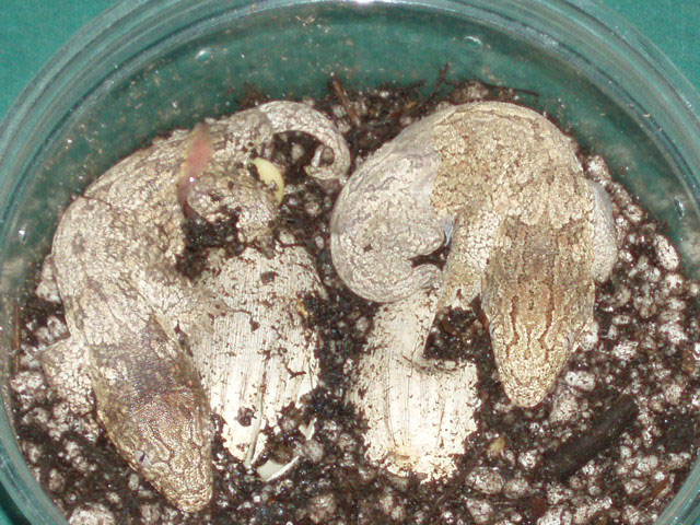 Grande Terre Rhacodactylus leachianus