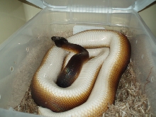 White lipped