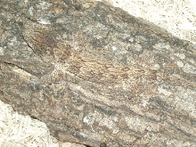 Grande Terre Rhacodactylus leachianus