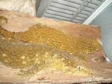 Grande Terre Rhacodactylus leachianus