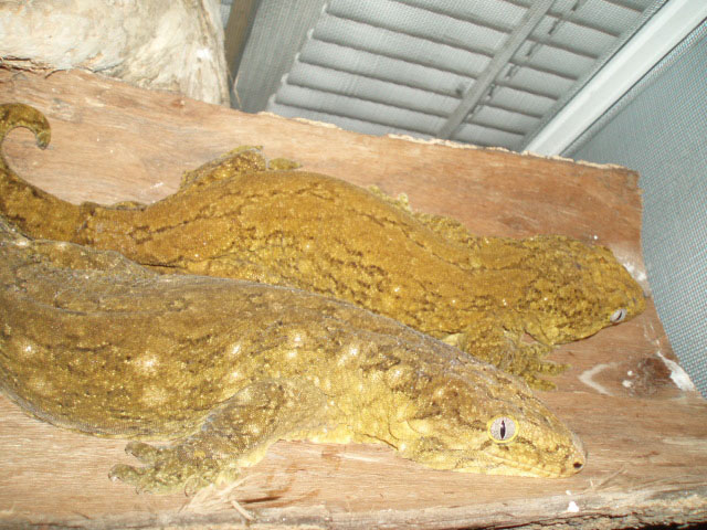 Grande Terre Rhacodactylus leachianus